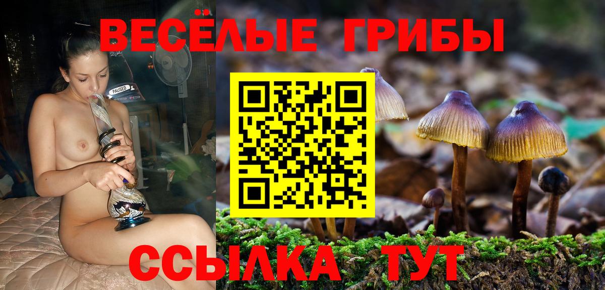 Псилоцибиновые грибы Psilocybine cubensis Карпинск